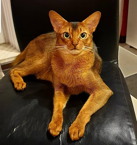 橙金色阿比西尼亚猫