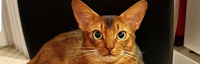 阿比西尼亚猫头为楔形、眼为杏仁状、耳朵较大