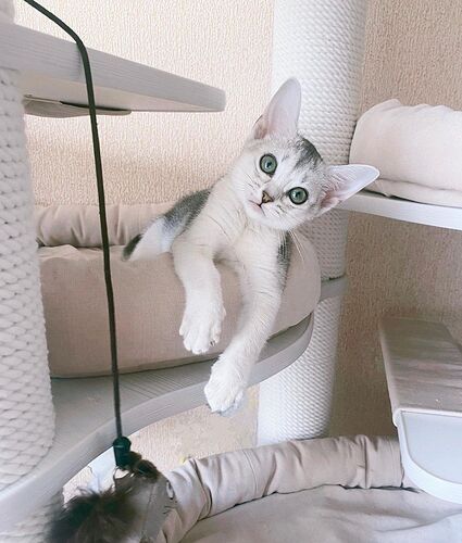 银色阿比西尼亚猫