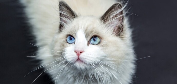 布偶猫的蓝眼睛
