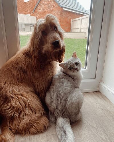猫咪与狗狗