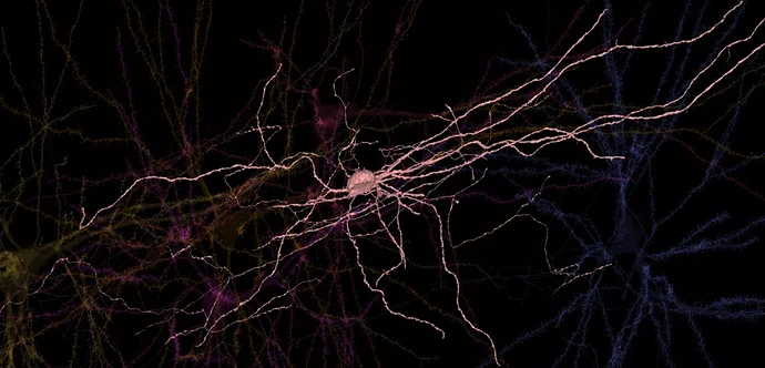 来自人类皮层重建的单个人类枝形吊灯神经元，以及与该细胞连接的一些锥体神经元。