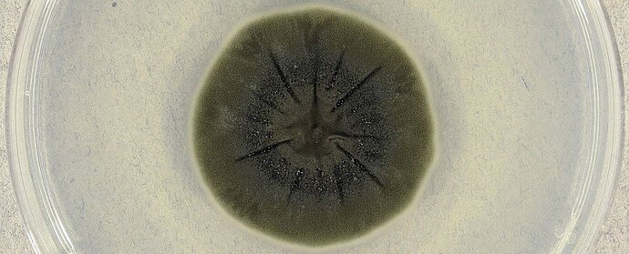 球孢枝孢菌是一种放射性营养真菌