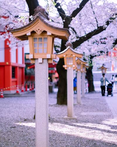 Hanazono Shrine (拍摄于19年)