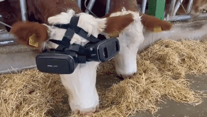 牛都开始体验VR